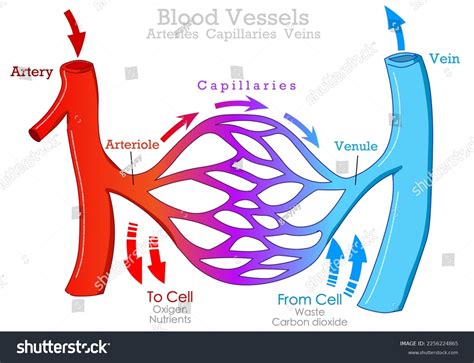 Arteries Veins And Capillaries Diagram