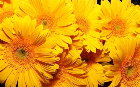 Yellow Flowers Wallpapers - Wallpaper Cave