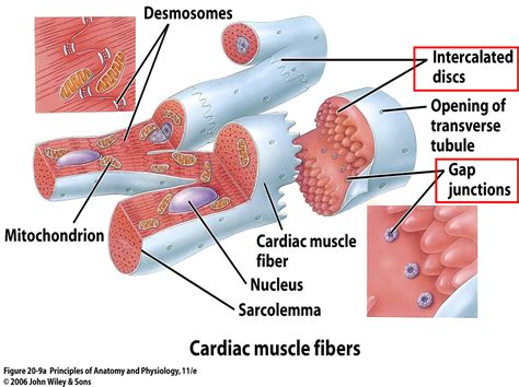 desmosomes cardiac muscle - Google Search | school board | Pinterest