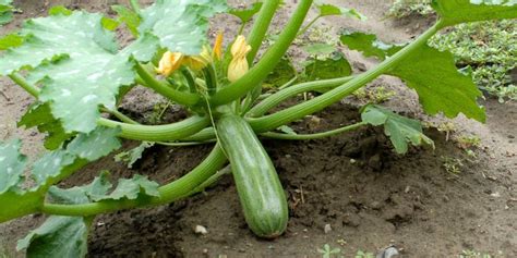 Zucchini Plant Growth Stages | Life Cycle