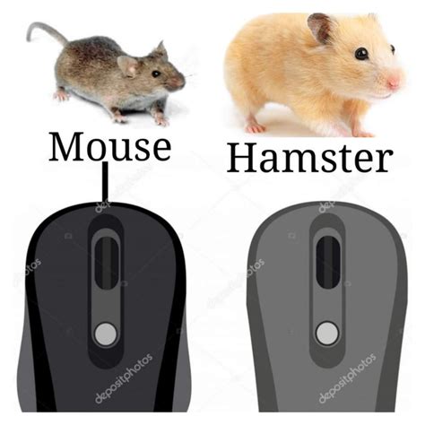 Mouse vs hamster - Meme Guy