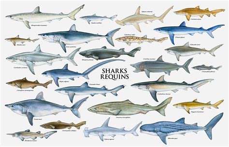 Shark chart Types Of Sharks, Species Of Sharks, Megamouth Shark ...