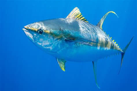 Thunnus albacares • Fish sheet