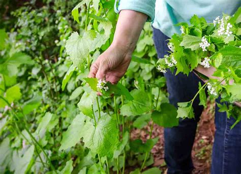 Survival Fundamentals: Foraging Safe Wild Edibles - Off Grid World