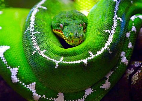 45 Emerald Tree Boa Facts (Guide to Both Species) Diet, Habitat, Babies ...