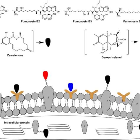 Path way of patulin biosynthesis | Download Scientific Diagram