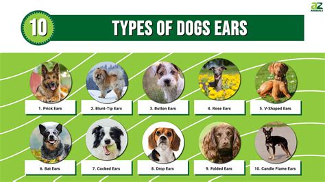 10 Types of Dog Ears - A-Z Animals