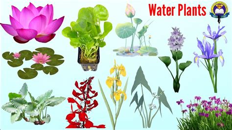 Water Plants Guide – Field Studies Council | ubicaciondepersonas.cdmx ...