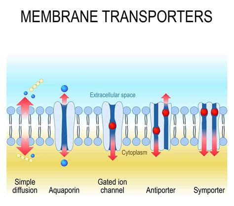 4 Types of Passive Transport (Plus Vital Facts) – Nayturr