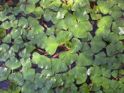 Azolla caroliniana - Felce acquatica