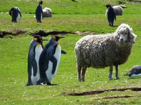 Falkland Islands, home to lots of sheep and penguins ... and very few ...