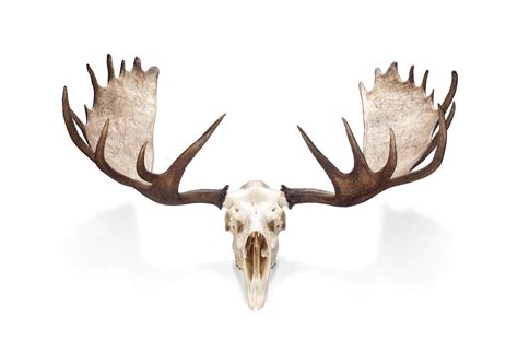 A PAIR OF NORTH AMERICAN MOOSE ANTLERS , SECOND HALF 20TH CENTURY ...