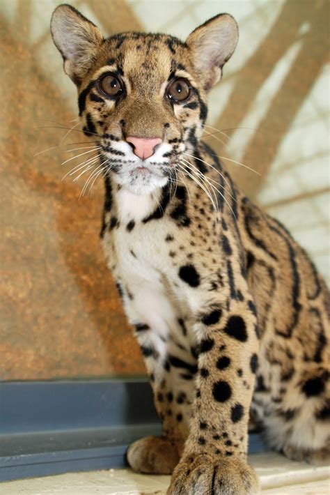 Paws to Consider: More Clouded Leopard Cub Photos