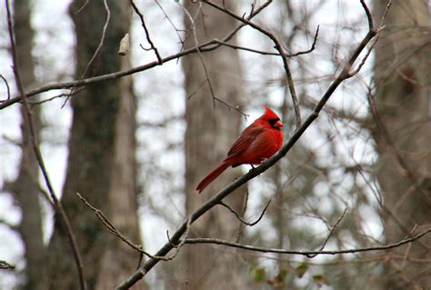 Northern Cardinal in the WInter Landscape | Lisa Bongiorno | Flickr