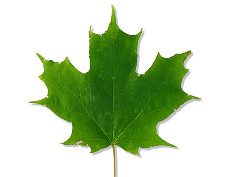 Sugar Maple | Native Tree Of The Week | DeVos Tree Care