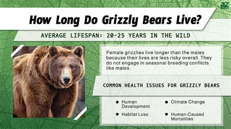 Grizzly Bear Lifespan: How Long Do Grizzly Bears Live? - A-Z Animals