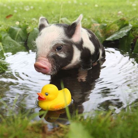 Baby Mini Pig Pet | Pets Animals US