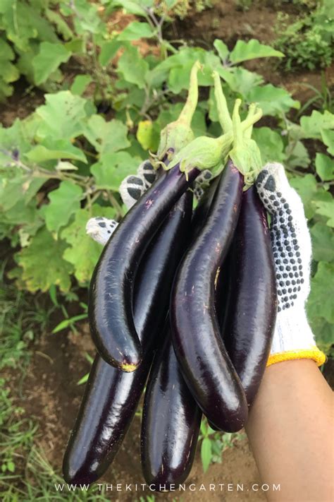 Growing Eggplant in the Home Garden - The Kitchen Garten