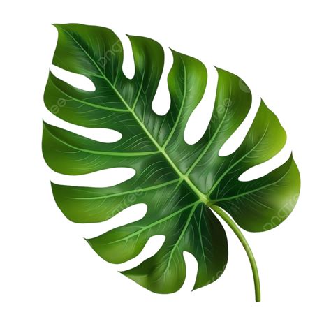 Free Vector Big Green Leaf Of Tropical Monstera Plant Isolated On White ...