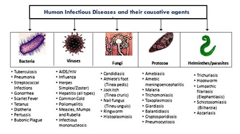 Infectious Diseases: Causes and Prevention - Helal Medical