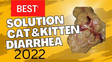 baby kitten has diarrhea/cat diarrhea medicine/cat diarrhea treatment ...