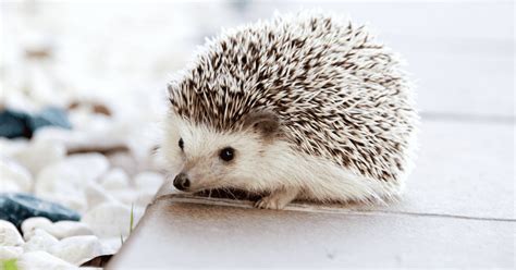 Size Matters: What's the Ideal Hedgehog Cage Size - Hedgehog Love ...