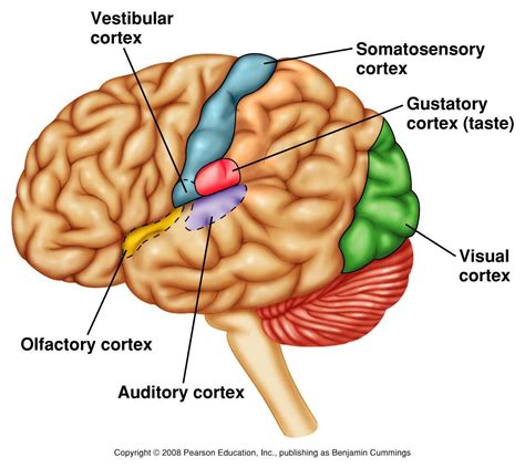 Resultado de imagem para brain visual auditory senses | Visual cortex ...