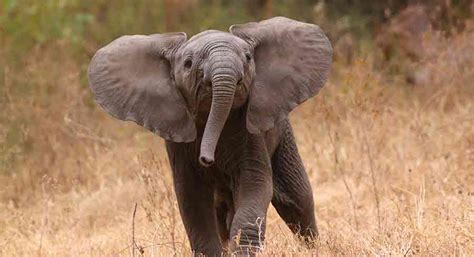 Elephant Names - Over 250 Irresistible Ideas For Pachyderms