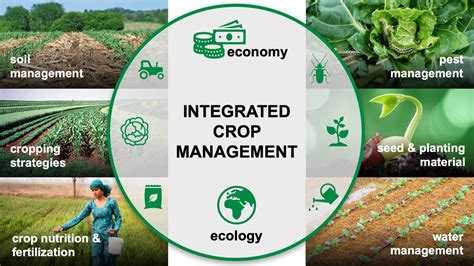 Integrated crop management - CABI.org