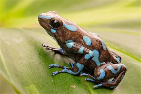 8 Poison Dart Frog Species That You Can Keep at Home | Reptile Advisor