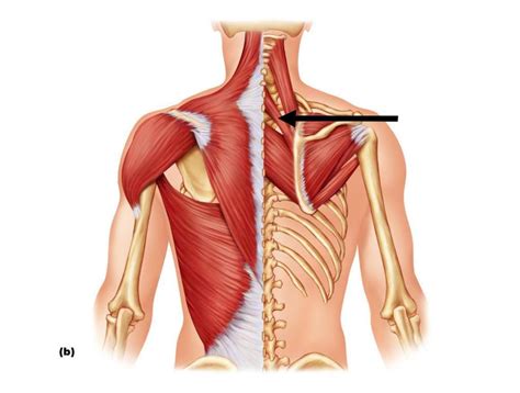 Muscles at University of California - Irvine - StudyBlue