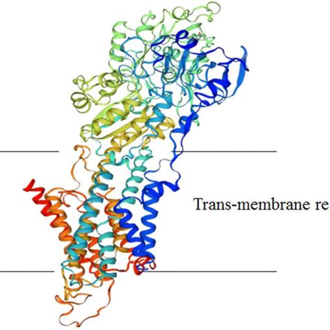 Structure of Na⁺/K⁺-ATPase showing major catalytic unit and three ...