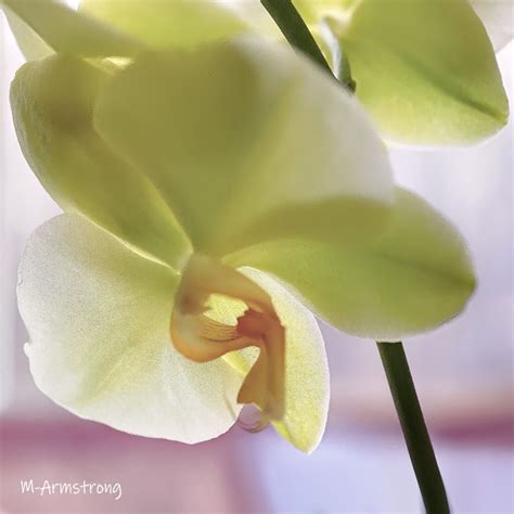 MORE YELLOW-GREEN ORCHIDS – SERENDIPITY: SEEKING INTELLIGENT LIFE ON EARTH