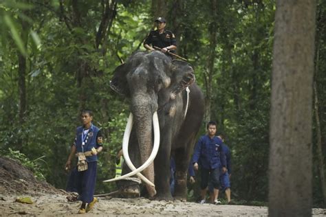 Ailing Thai elephant returns home for medical care after allegations of ...