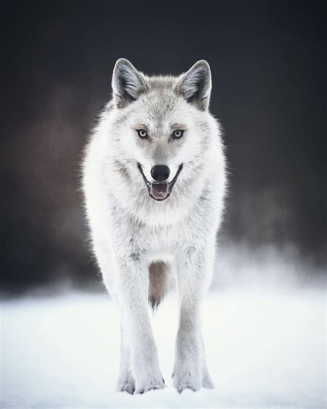 Wild white wolf, running through a snowing tundra! | Wolf dog, Snow ...