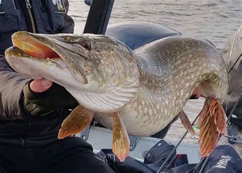 Pike Fish Facts | Strike and Catch