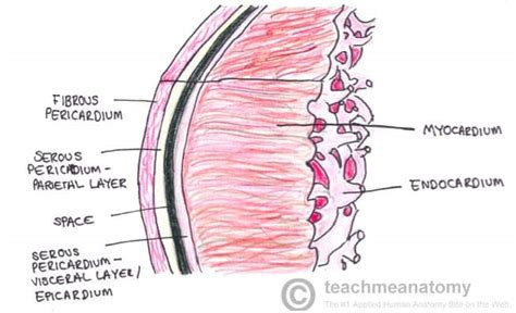 The Heart Wall - TeachMeAnatomy