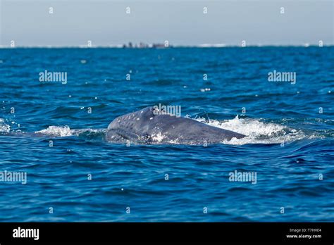 Gray whale / Gray Whale (Eschrichtius robustus) on their migratory ...