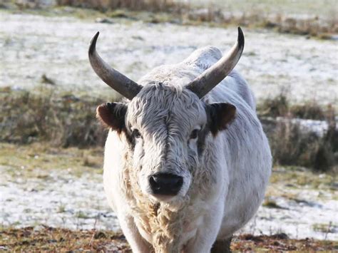 8 Rarest Cattle Breeds in the World - Rarest.org