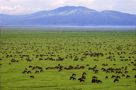 Serengeti National Park | Moshi Expedition and Mountaineering