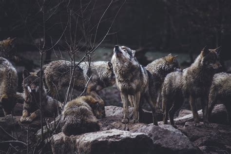 How Does Hunting Affect Wolf Packs? - The Wolf Center