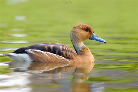 Fulvous Whistling-Duck (Dendrocygna bicolor) – The Nature Admirer