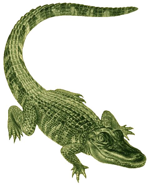 Alligator Clipart