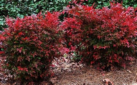 Gulf Stream Nandina - Nandina domestica 'Gulf Stream' - 1 Gallon ...