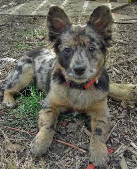 Australian Shepherd Mixed With Cattle Dog - animal protective league