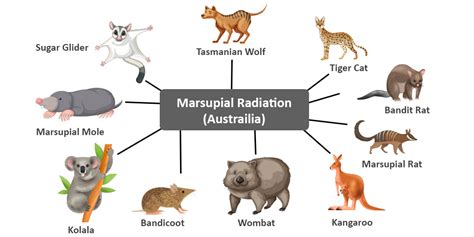 Divergent Evolution Diagram