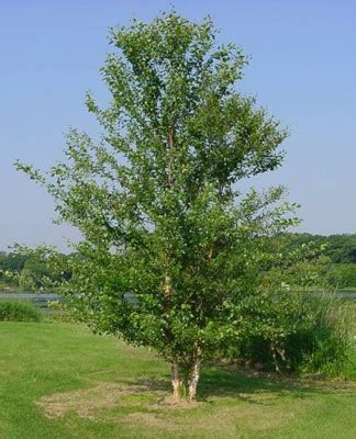 Silver Birch Trees For Sale | Trees Direct