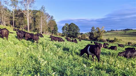 About Grass Fed Beef - Wrong Direction Farm