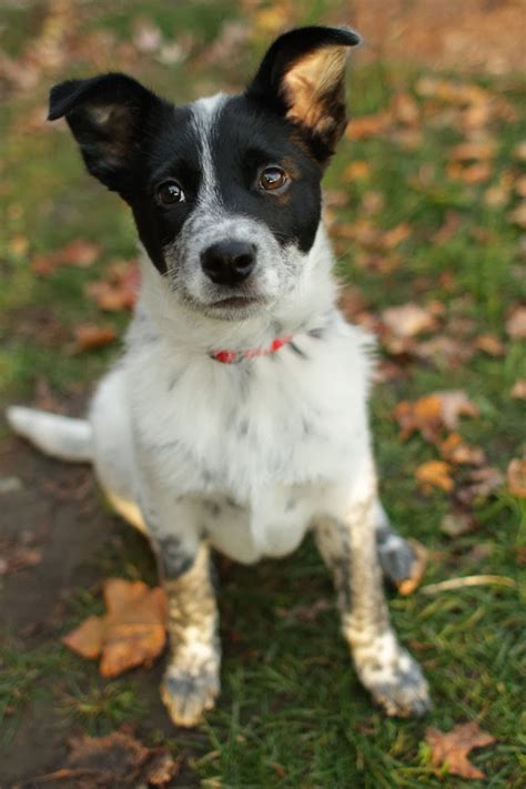 Chief - Australian Cattle Dog mix