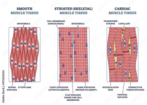 Cardiac Muscle Structure